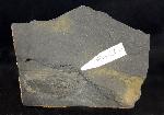 Crickites sahlgrundensis MATERN 1931 - Bild © FossNet FossilienStore